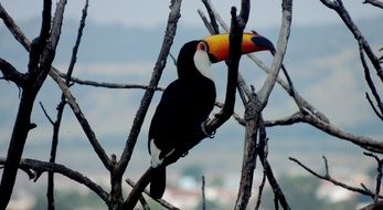 Tucano bird sits among dry Twigs