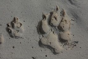 Dog trails on sand