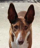 long-eared dog on the street