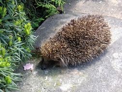 hedgehog on the ground near the green plant