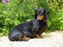 dachshund in a garden
