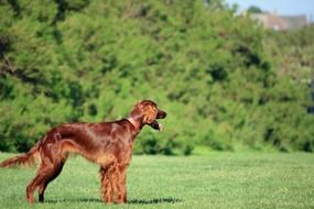 Brown Irish Setter on the grass