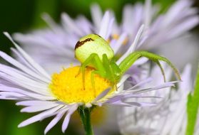 green spider on a camomile