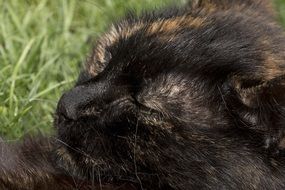Colorful and beautiful cat with eyes closed on the grass