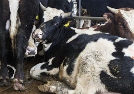 spotted cows in a barn on a farm