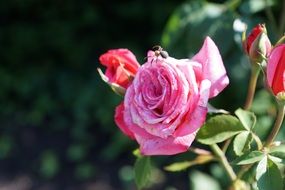 small Spider on red Rose Flower close-up on blurred background