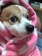 Portrait of domestic dog in a pink robe