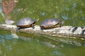 two turtles on the pond