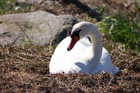 nesting wild swan