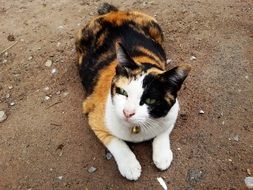 tricolor cat lies on the ground
