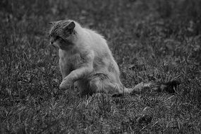 cat on the grass in black and white photo