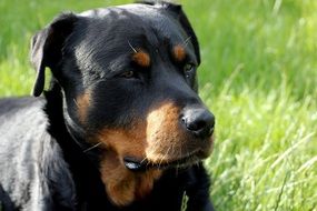 incredibly beautiful black Dog