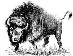 Black and white drawing of the buffalo on the grass