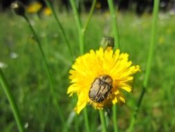 Beetle on a yellow flower