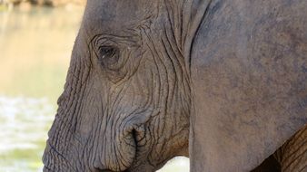 Large elephant in the wildlife