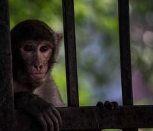 encaged monkey