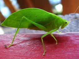 big green cricket closeup