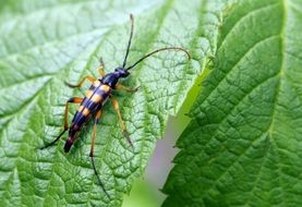 closeup picture of long striped beetle on a green leaf