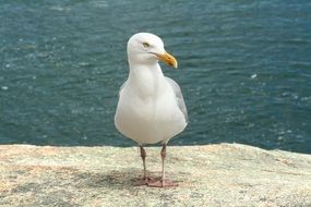 seagull on a rock against the sea