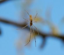spider on a web on a blurred background of a branch