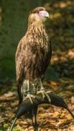 bird of prey in the autumn forest