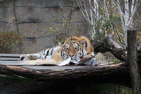 the tiger lies on the ground near the fallen tree