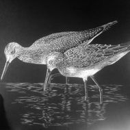 two Sandpipers walking in water, digital art