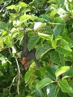 flying dog in exotic wildlife