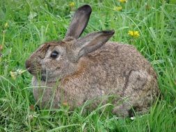 portrait of grey rabbit on a background of green grass with dandelions