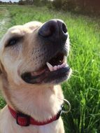 labrador Dog Nose on the grass close-up