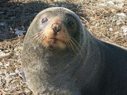 Portrait of seal