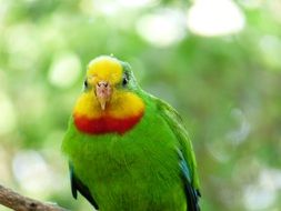 colourful Parrot on a branch close-up on a blurred background