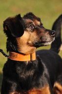 portrait of a dog in a brown collar