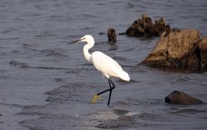 the little white egret is walking on the water