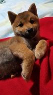 plush puppy Dog
