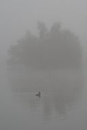 Duck in twilight