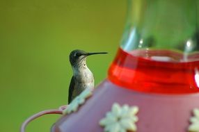 tiny Hummingbird portrait