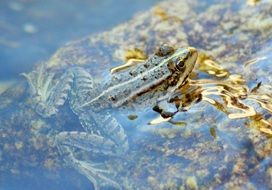 Colorful and beautiful frog on the stone in the pond