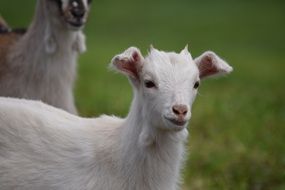 goat on a green pasture