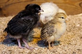 colored newborn chickens