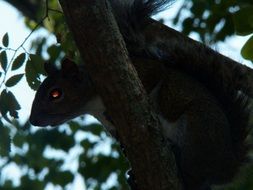 squirrel on a tree like a zombie