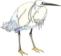 Bird Heron drawing