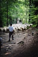 landscape of flock of sheep and shepherd on a forest road
