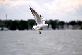 Seagull flies over the water