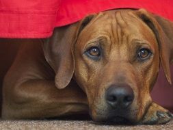 Rhodesian Ridgeback, Dog portrait