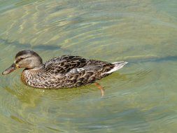 duck swims in clear water