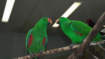 beautiful and cute green Parrot Birds