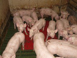 little pink piglets in a stall