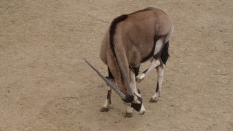 horned wild antelope scratched