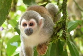 Monkey Jungle, south america